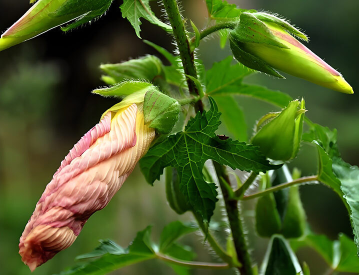 菜芙蓉花的叶黄素提取