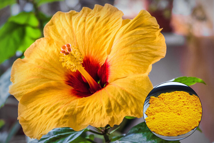 菜芙蓉花的叶黄素新式提取法：超声波提取